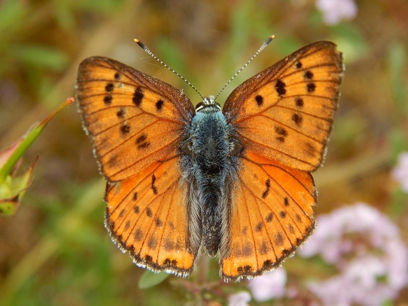 chi l''ha vista?? Lycaena alciphron